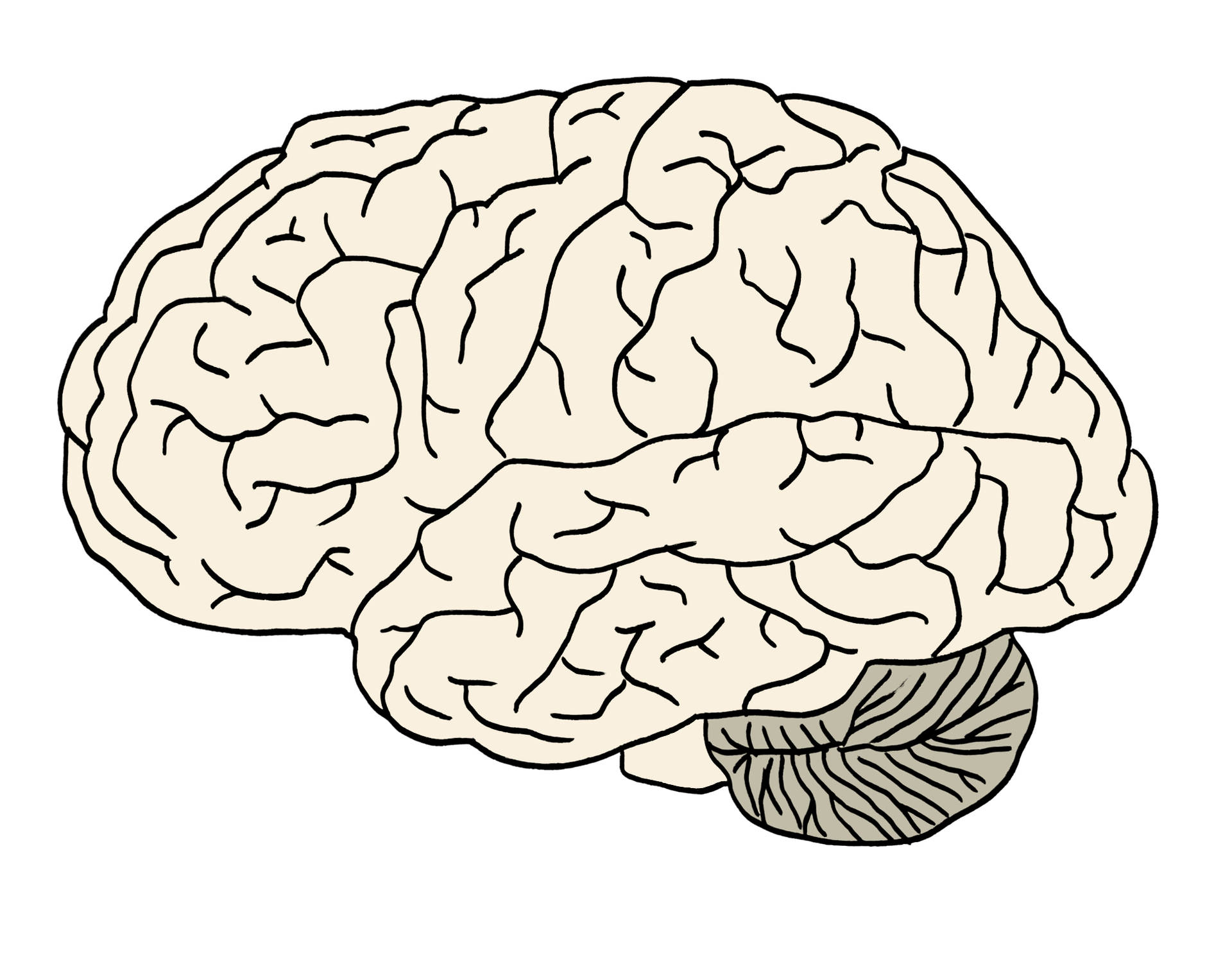 Illustration von einem Gehirn. 